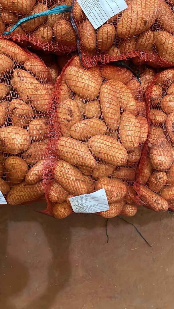 Patatas Spunta, origen marruecos