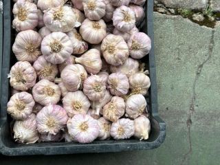 Ajo polaco. Diferentes tamaños. Cualquier cantidad, disponible todo el