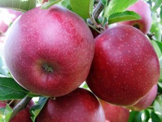 Venderé manzanas Red Prince, de tamaño 65 o superior,