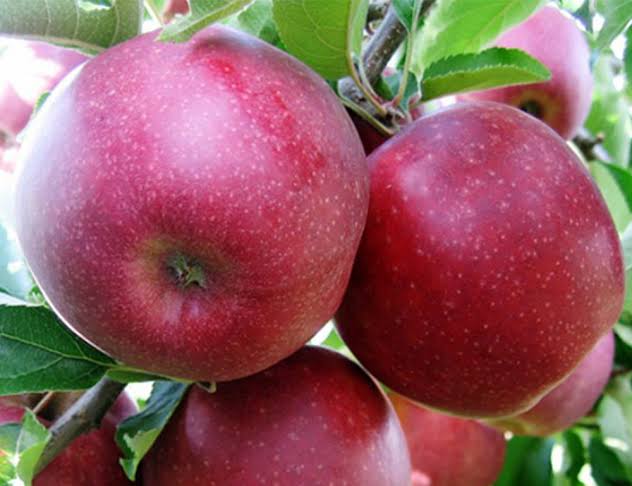 Venderé manzanas Red Prince, de tamaño 65 o superior, de la más alta calidad (color, firmeza), envasadas en cajas de 14 kg