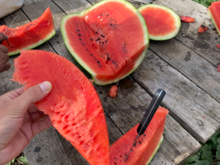 Somos productores de melones, grandes cantidades SC ADEMNEL PROD