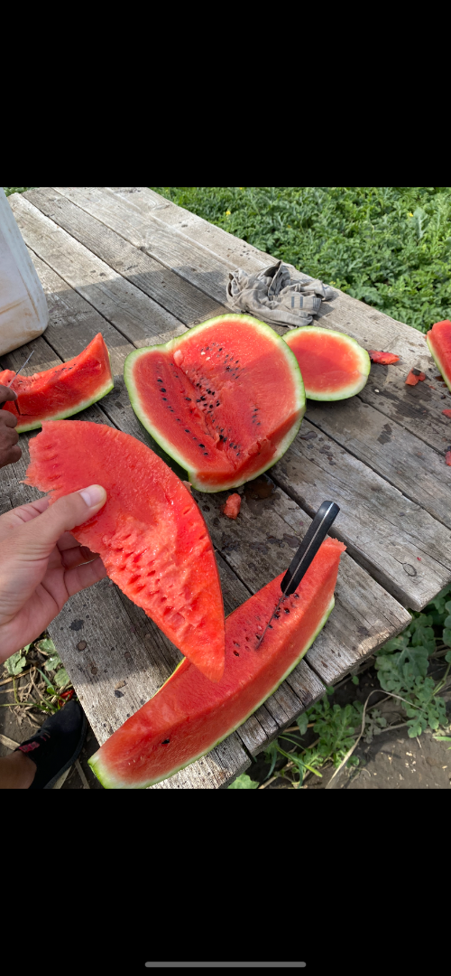 Somos productores de melones, grandes cantidades SC ADEMNEL PROD SRL +[teléfono] -Marian