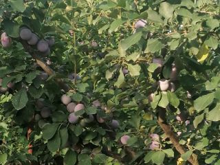 Vendo ciruelas comestibles a 5 lei el kg.