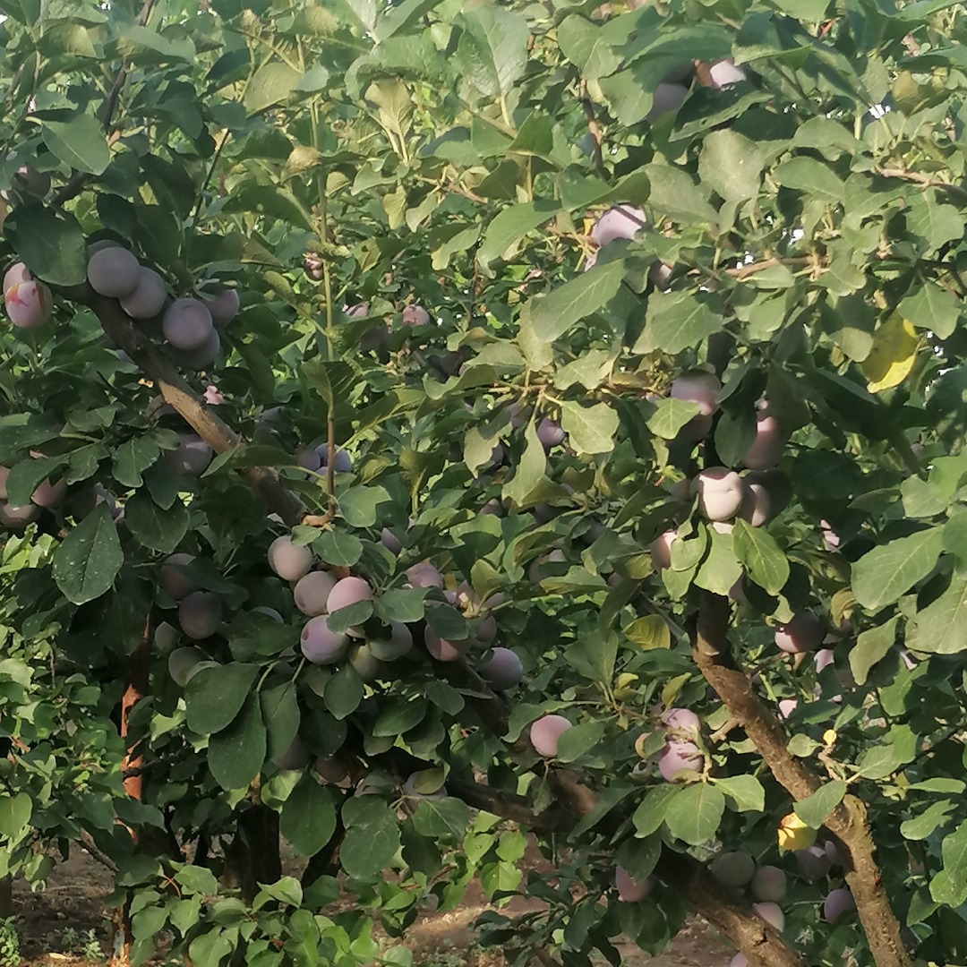 Vendo ciruelas comestibles a 5 lei el kg