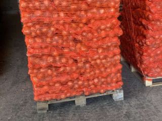 Vendo cebollas producidas en Serbia en 2024, envasadas en