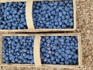 Arándanos Bluegold en venta. Fruta grande.