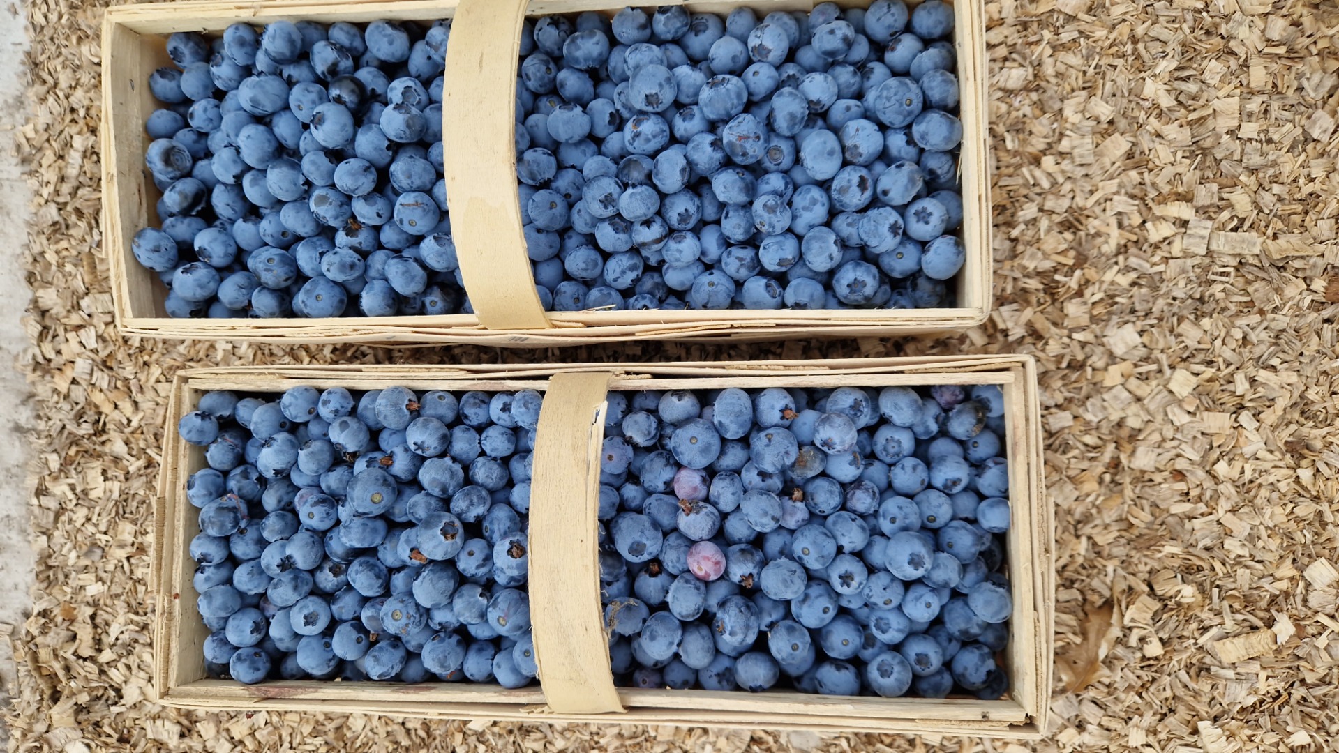 Arándanos Bluegold en venta