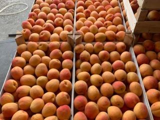 Vendemos ciruelas frescas. Para cualquier información adicional, puede contactar