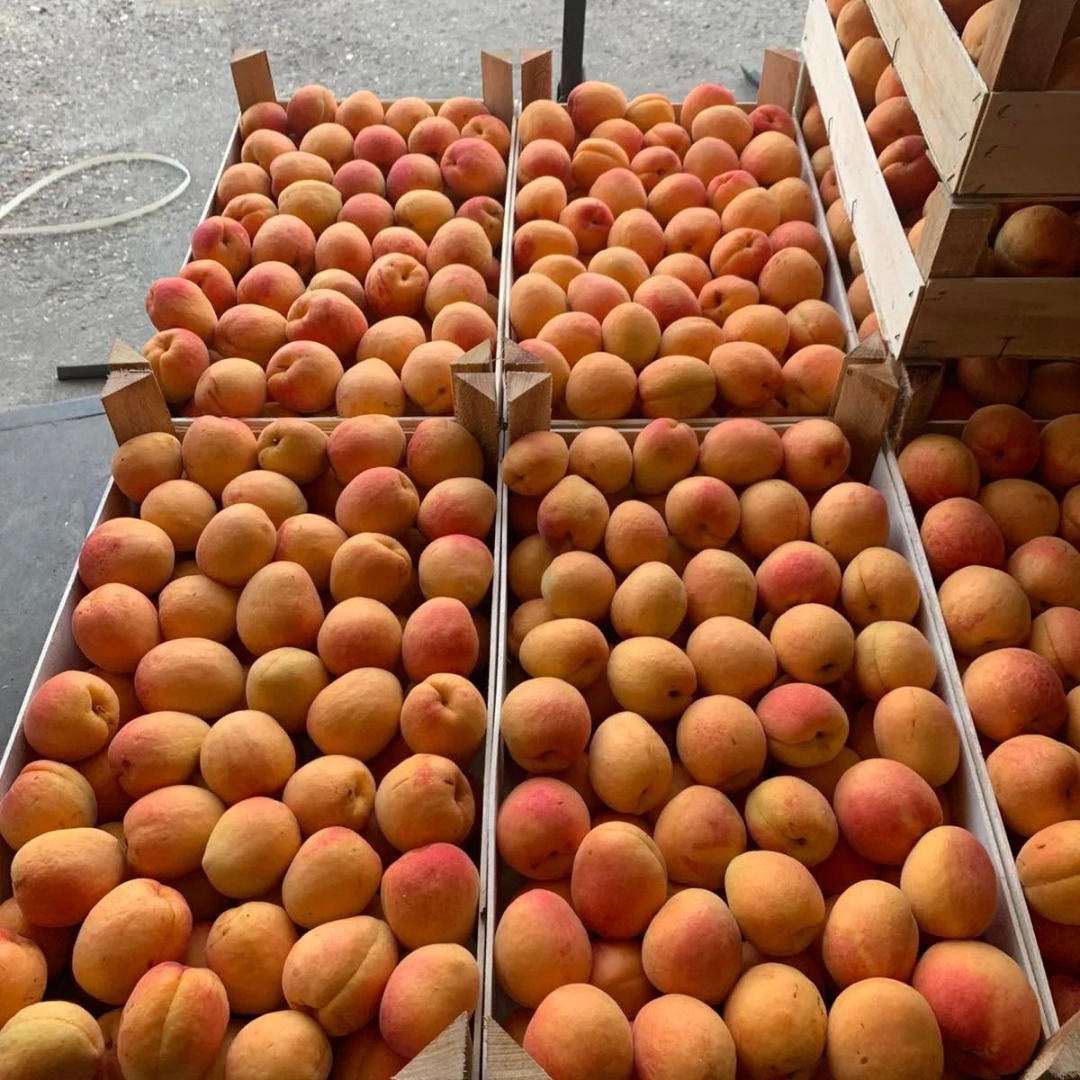 Vendemos ciruelas frescas