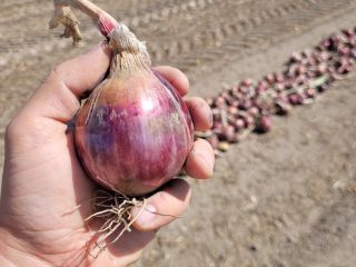Cebollas rojas en venta. Al por mayor.