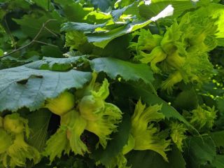 Nuestra familia tiene décadas de conocimiento en el campo