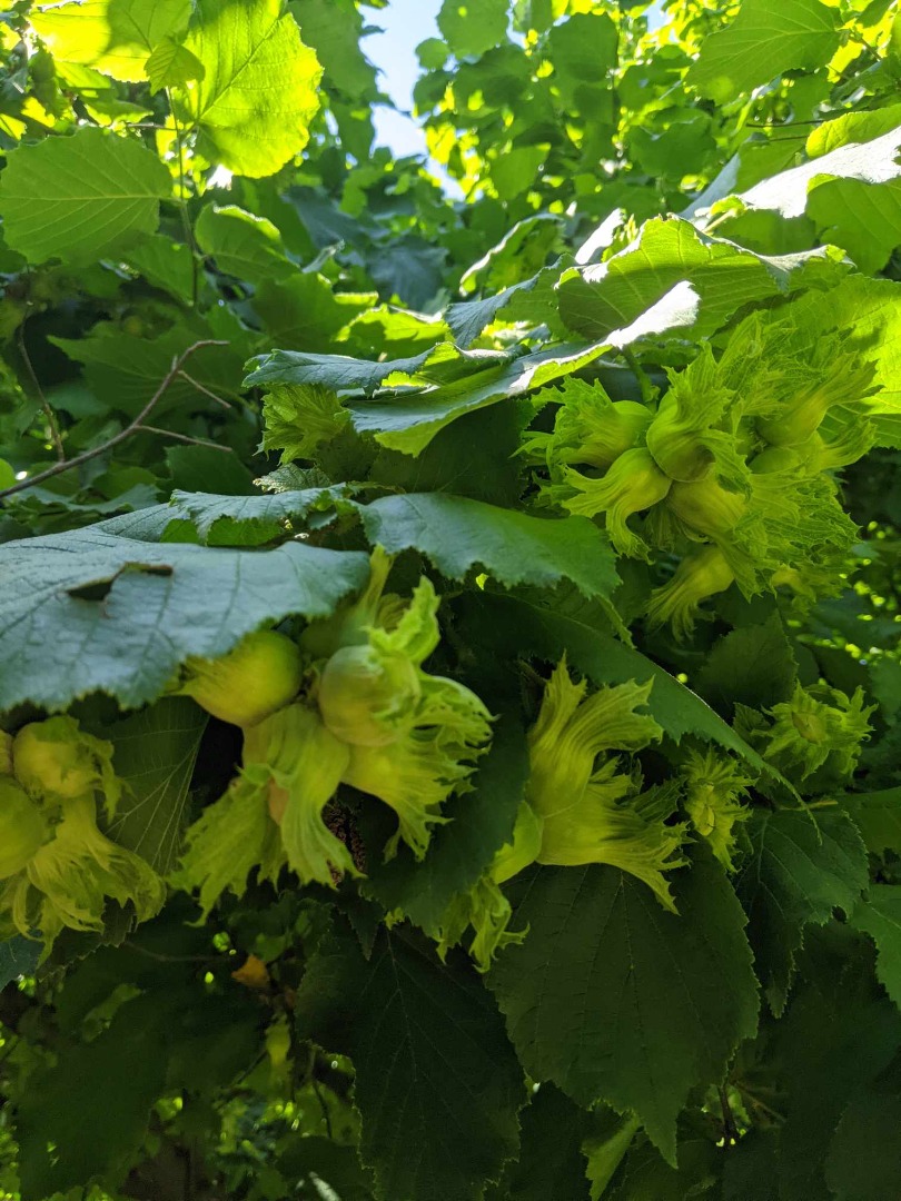Nuestra familia tiene décadas de conocimiento en el campo del cultivo de nueces