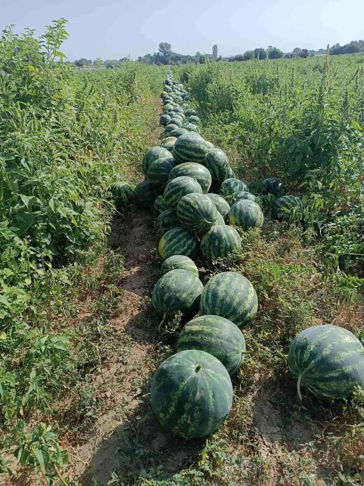 ¡Hola! ¡Somos productores de sandía con 25 años de experiencia! ¡La sandía más deliciosa de Bulgaria! variedad sorrentina