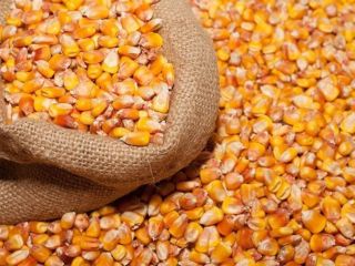 Exportaciones agrícolas de alta calidad: maíz, granos, semillas de