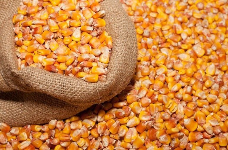 Exportaciones agrícolas de alta calidad: maíz, granos, semillas de girasol y cebada