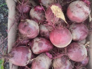 Vendo remolacha roja, variedad agua, preparada a pedido, precio