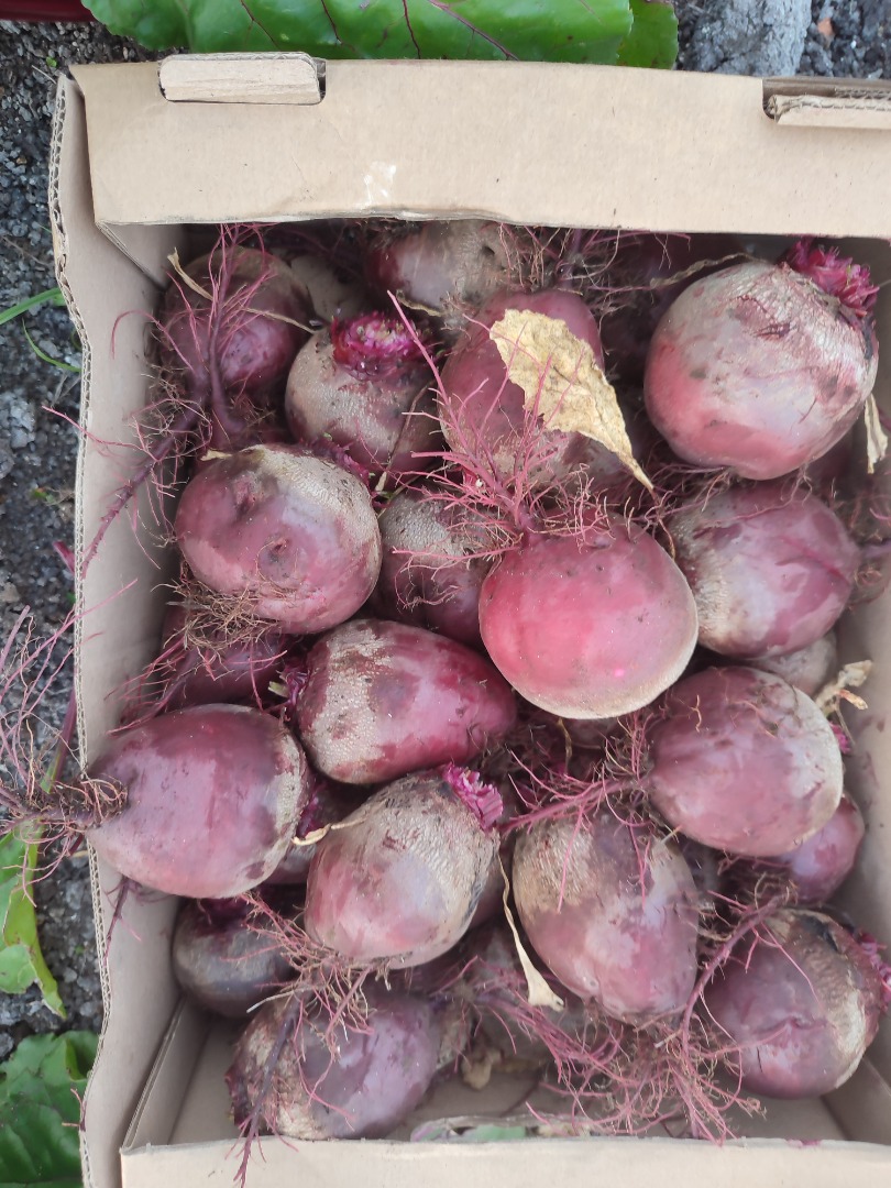 Vendo remolacha roja, variedad agua, preparada a pedido, precio 1,50 PLN, más de 100 kg 1 PLN