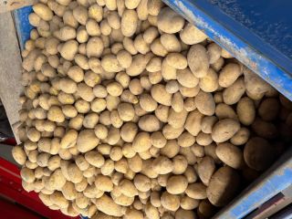 Hola, tengo papas en una bolsa grande y en