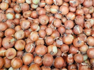Vendemos cebollas frescas