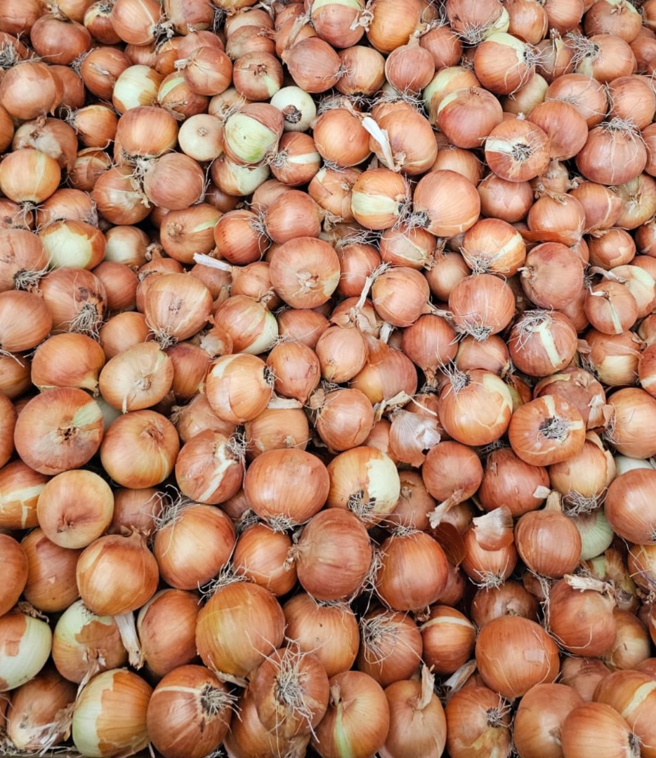 Vendemos cebollas frescas