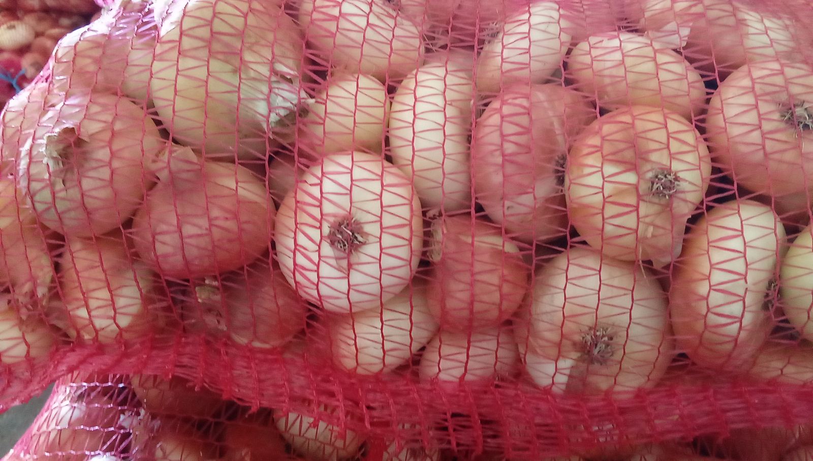 Vendemos cebollas al por mayor, gaseadas