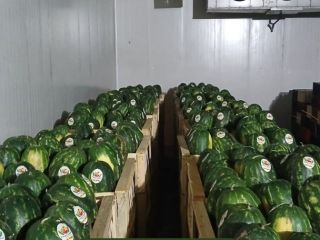 Aguacate Hass fresco, origen Perú o Colombia. Todos los