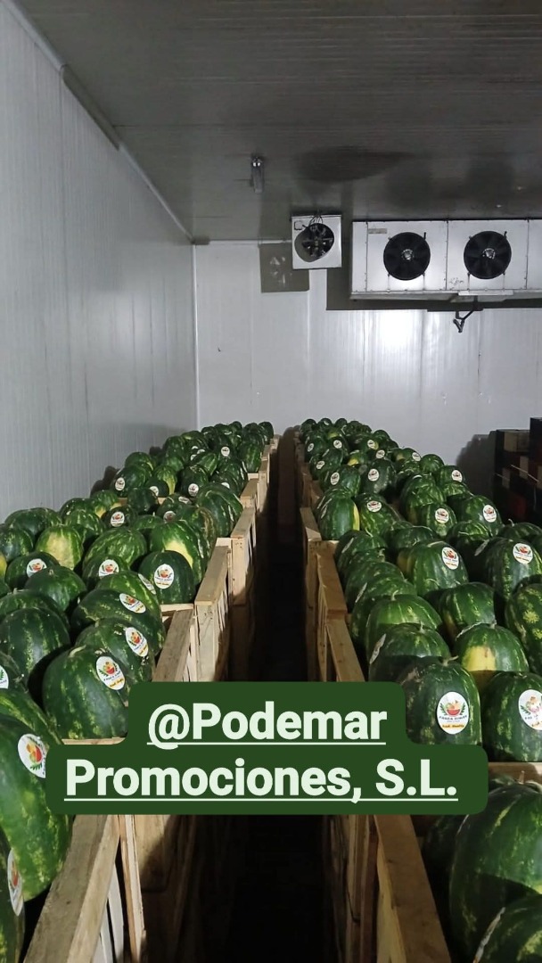 Aguacate Hass fresco, origen Perú o Colombia