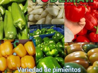 Limas frescas de Tahití, Colombia. Todos los calibres disponibles.