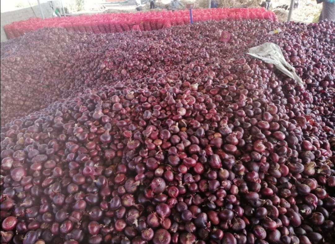 Nosotros, Fair 21 Import Export, empresa egipcia, exportamos y distribuimos productos egipcios frescos, congelados, verduras y frutas desde Egipto a todo el