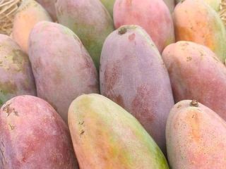 Fair21 Export anuncia que ahora tenemos mangos egipcios frescos