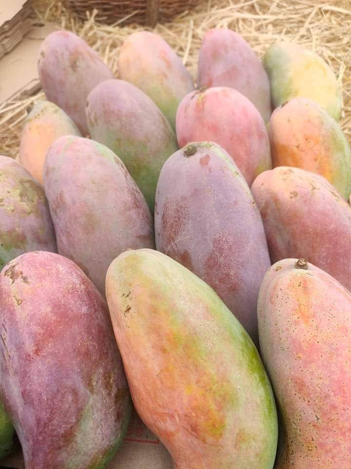Fair21 Export anuncia que ahora tenemos mangos egipcios frescos de alta calidad, de todas las variedades