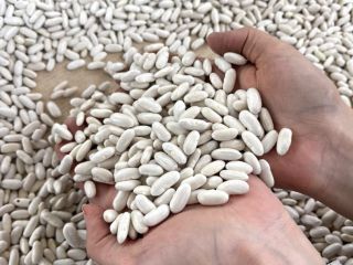 Frijoles blancos de la mejor calidad 180 A cada