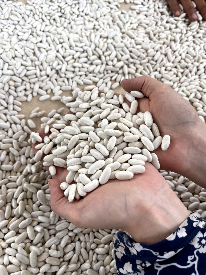 Frijoles blancos de la mejor calidad 180 A cada uno 100 gramos Tamaños 9 + Empaque: Bolsas de 25, 50 kilos Vida útil 18 meses Precio FOB Puertos de Egipto =