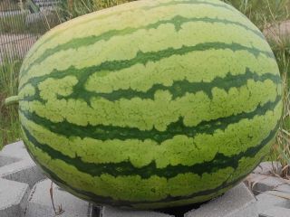 Vendo sandías de 2 a 6 kg de tamaño.