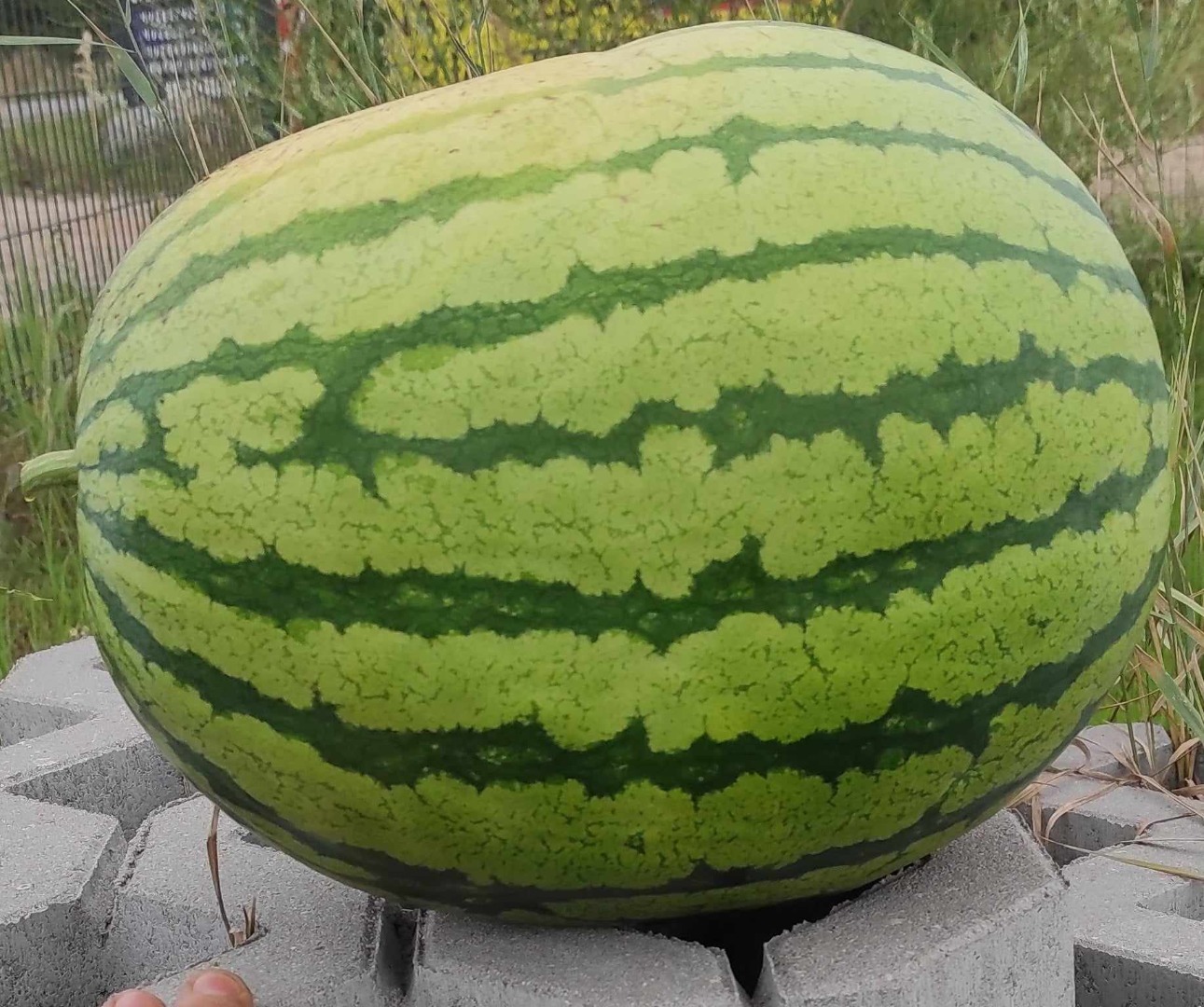 Vendo sandías de 2 a 6 kg de tamaño