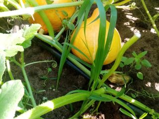 Hola, tengo calabazas de la variedad Hokkaido para ofrecer