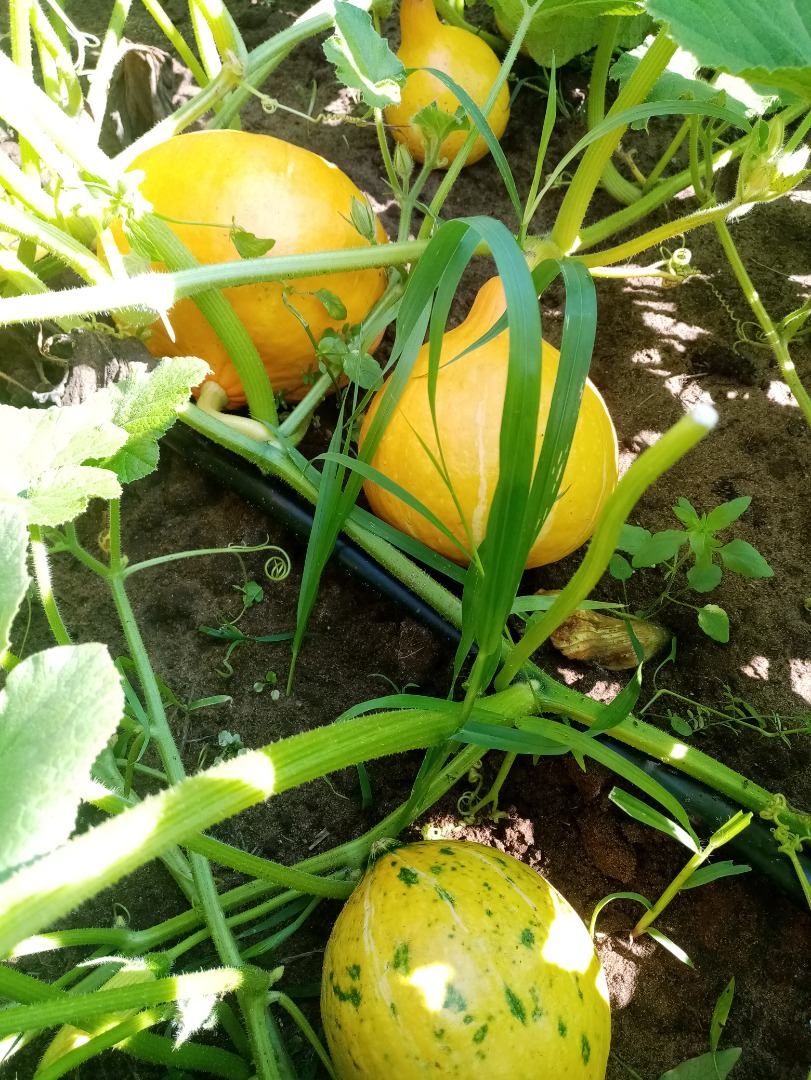 Hola, tengo calabazas de la variedad Hokkaido para ofrecer en 2024