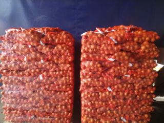 Vendo cebollas amarillas envasadas en sacos de 15 kg.