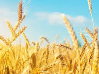 Cultivamos trigo, trigo duro, maíz, cebada y colza en
