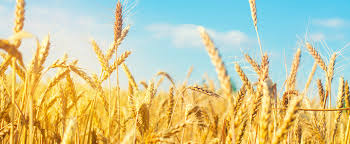 Cultivamos trigo, trigo duro, maíz, cebada y colza en 10.000 hectáreas
