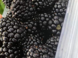 A partir de hoy tenemos moras dulces y sabrosas