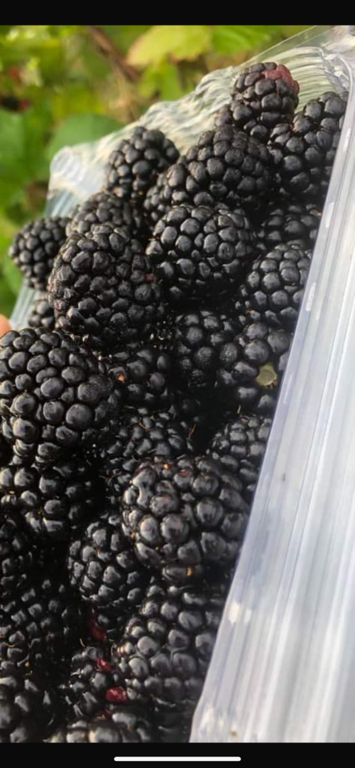 A partir de hoy tenemos moras dulces y sabrosas en nuestra plantación de Pauesti Maglasi