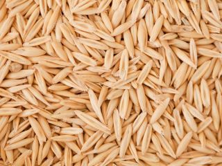 Vendo avena variedad Maxi. Cosecha 2024. Cantidad 100 toneladas.