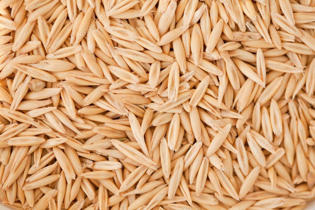 Vendo avena variedad Maxi
