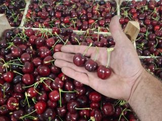 Cebollas "Pogačar" (Stuttgarter Reisen) envase blando 10 kg. ¡Empaquetado