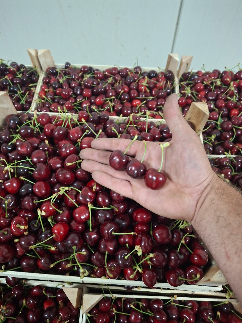 Cebollas "Pogačar" (Stuttgarter Reisen) envase blando 10 kg