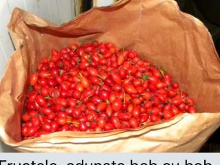 ¡Vendo escaramujos congelados! ¡Calidad garantizada! 40 toneladas, envasadas en
