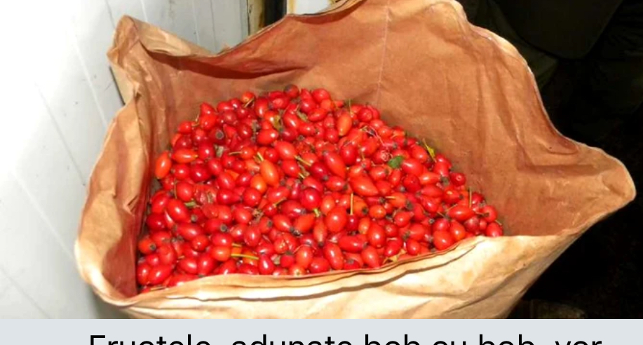 ¡Vendo escaramujos congelados! ¡Calidad garantizada! 40 toneladas, envasadas en bolsas de papel de 25 kg