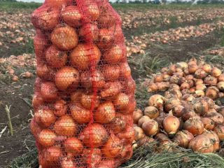 Nuestra empresa vende cebollas amarillas directamente del productor para