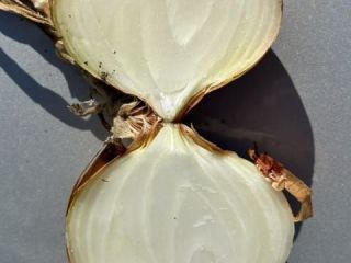 Nuestra empresa vende cebollas amarillas directamente del productor para